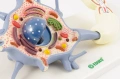 NEURON - komórka nerwowa - EDUKO