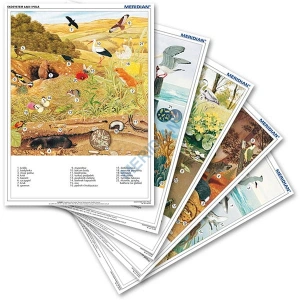 EKOSYSTEMY - rabatowy komplet 5 ściennych plansz dydaktycznych 100x70