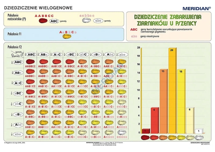big_MR-BI-03-Podstawy-genetyki---dziedziczenie-wielogenowe.jpg