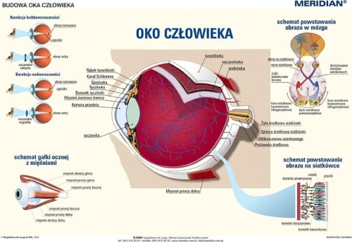 big_Budowa_oka_48d9f3cf61fb3.jpg