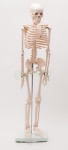 Szkielet człowieka 85 cm z mostkiem - EDUKO