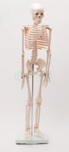 Szkielet człowieka 85 cm z mostkiem - EDUKO