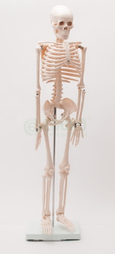 Szkielet człowieka 85 cm z mostkiem - EDUKO