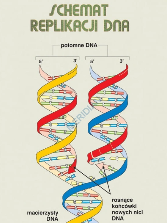 big_MR-BI-01_Podstawy_genetyki_DNA_1.jpg