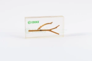 Mimesis - gąsienica