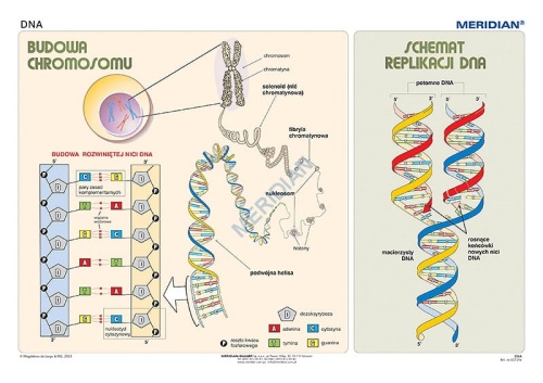 big_MR-BI-01-Podstawy-genetyki-DNA.jpg