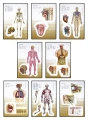 Budowa człowieka - tablice edukacyjne