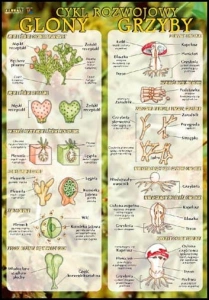 Glony i grzyby - cykl rozwojowy