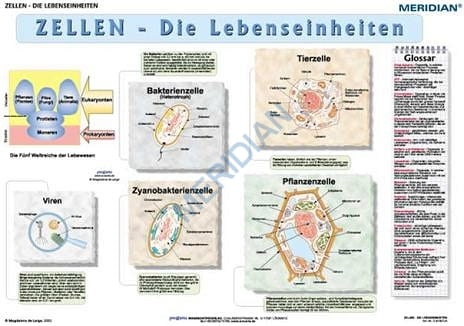 big_Zellen-s1.jpg