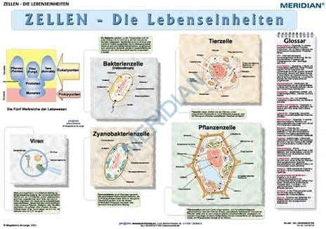 big_Zellen-s1.jpg