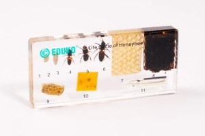 Pszczoła - rozwój i produkty EDUKO