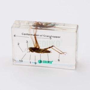 Konik polny - budowa - EDUKO