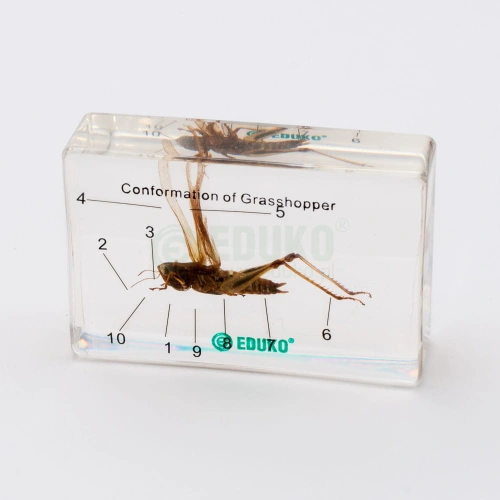 Konik polny - budowa - EDUKO