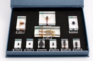 Owady pożyteczne - zestaw