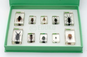 Szkodniki owadzie - zestaw