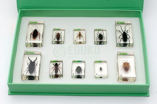 Szkodniki owadzie - zestaw