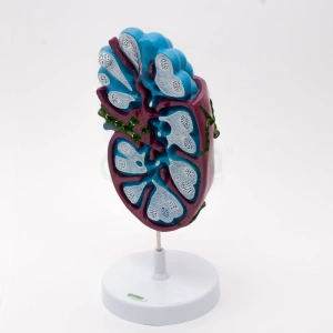 Węzły chłonne (limfatyczne) - EDUKO