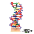 Model DNA – podstawowy