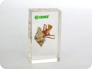 Rak pustelnik w muszli