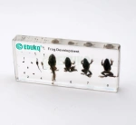 ŻABA - rozwój (5 stadiów) - EDUKO