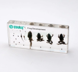 ŻABA - rozwój (5 stadiów) - EDUKO