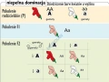 big_MR-BI-04_Podstawy_genetyki_-_prawa_Mendla_1.jpg