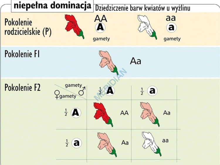 big_MR-BI-04_Podstawy_genetyki_-_prawa_Mendla_1.jpg