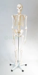 Szkielet człowieka 170 cm - model EDUKO