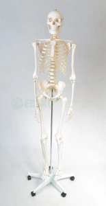 Szkielet człowieka 170 cm - model EDUKO