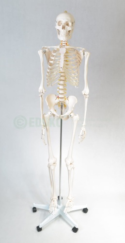 Szkielet człowieka 170 cm - model EDUKO