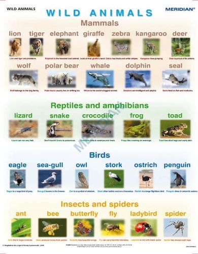 big_Wild_animals_4af1916df2e9c.jpg