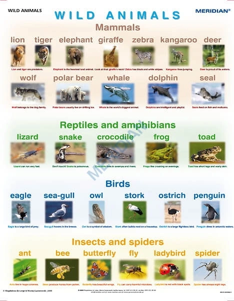 big_Wild_animals_4af1916df2e9c.jpg