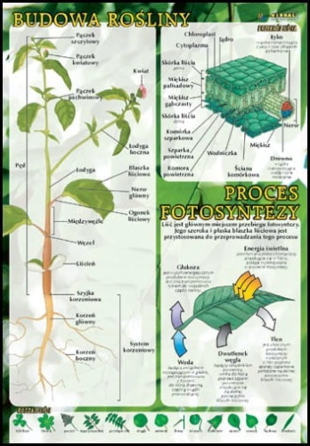 Budowa_ro__liny__4b8ba202ad1fd.jpg
