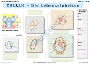 Zellen die Lebensseinheiten Übungsseite - ścienna plansza dydaktyczna 160x120