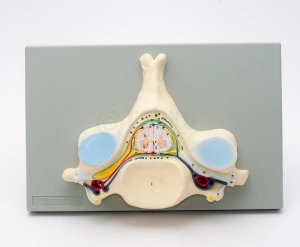 Rdzeń kręgowy - przekrój na tablicy - EDUKO