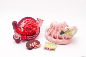 Nerka, ciałko nerkowe, podcyt - zestaw modeli - EDUKO