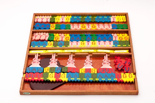 Struktura i transkrypcja DNA - EDUKO