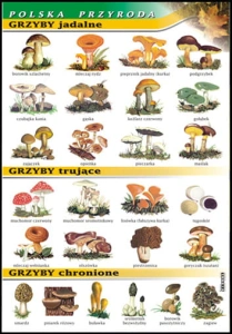 Grzyby - jadalne, trujące, chronione