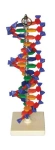 Model DNA - model EDUKO