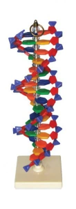 Model DNA - model EDUKO