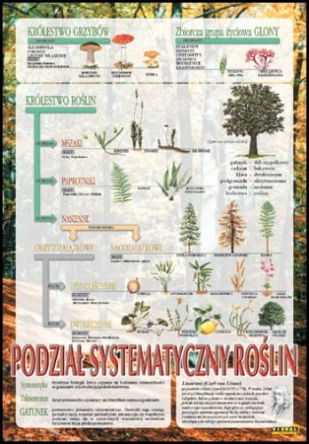 Systematyka_ro___4b8ba08cbe3af.jpg