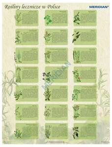 Rośliny lecznicze w Polsce - ścienna plansza dydaktyczna 120x90