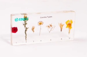 Kwiaty - 7 okazów EDUKO