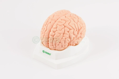 Mózg, 2 części - model EDUKO