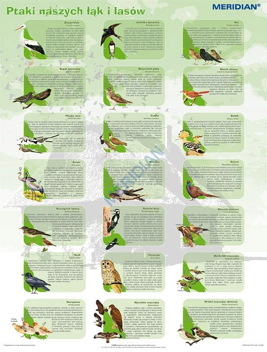 big_Ptaki_naszych____4ce3e8d483de1.jpg