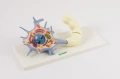 NEURON - komórka nerwowa - EDUKO