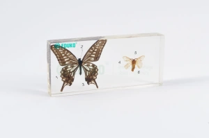 Motyl i ćma - porównanie