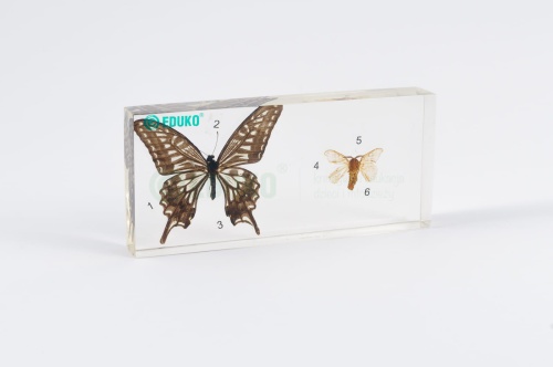 Motyl i ćma - porównanie