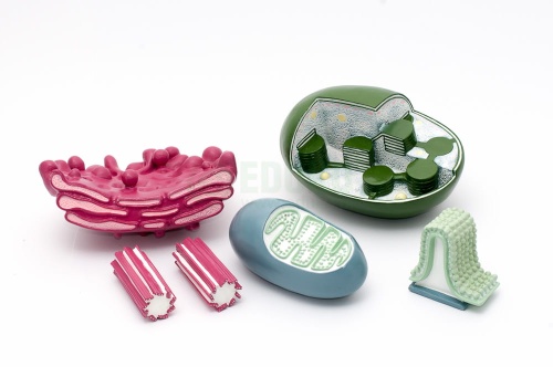 ORGANELLE KOMÓRKOWE, 6 części - EDUKO