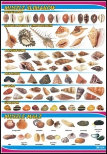 Muszle ślimaków i małż